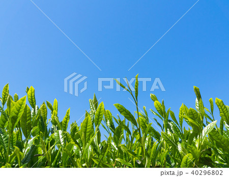 緑茶 新芽 新茶イメージ green tea leaves image 緑茶 新芽 新茶イメージ green tea leaves image 40296802