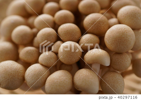 しめじ しめじ 40297116