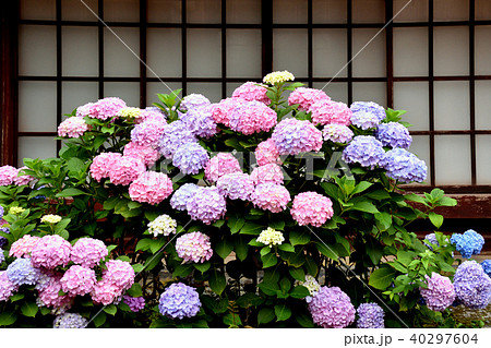 格子戸の前の紫陽花　熊川宿 40297604