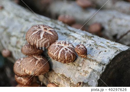 シイタケ シイタケ 40297626