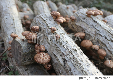 シイタケ 40297627