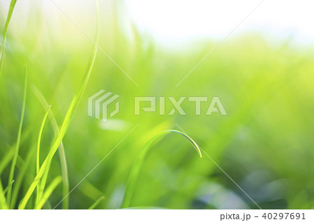 Abstract natural backgrounds with beauty bokeh Abstract natural backgrounds with beauty bokeh 40297691