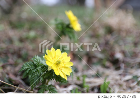 福寿草 40297739