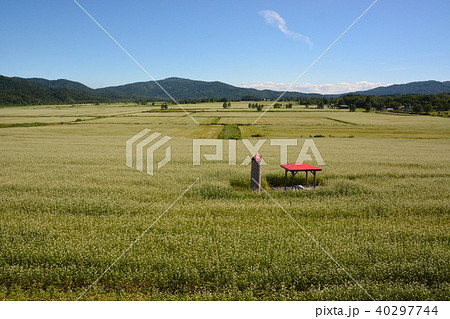 そば畑 40297744