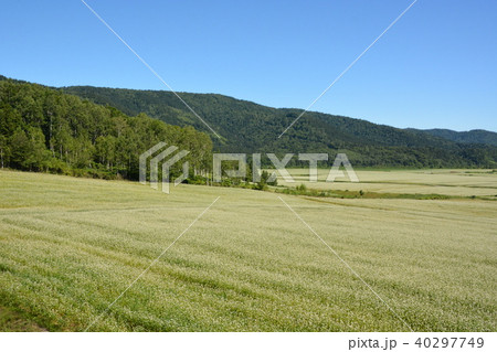 そば畑 40297749