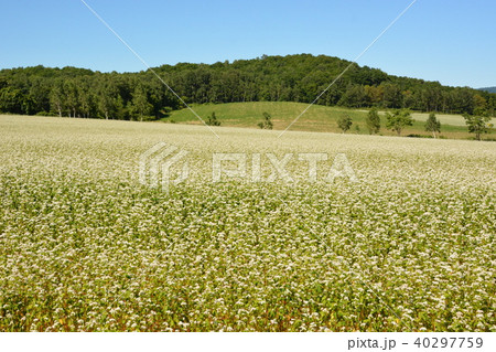 そば畑 40297759