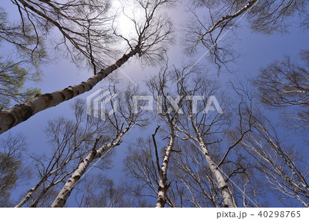 白樺 長野県八千穂町 白樺 長野県八千穂町 40298765