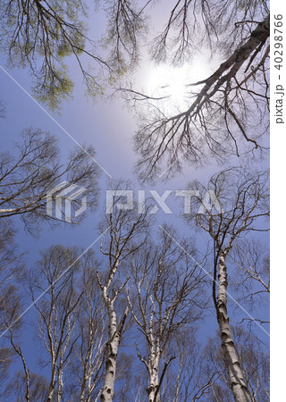 白樺 長野県八千穂町 白樺 長野県八千穂町 40298766