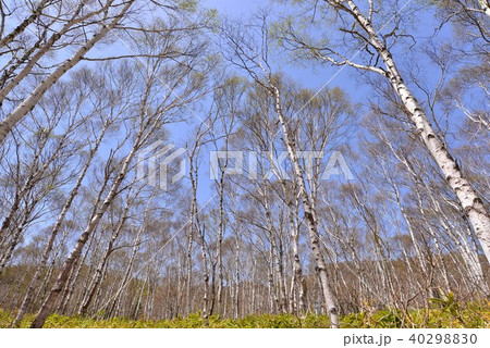 白樺　　長野県八千穂町 40298830
