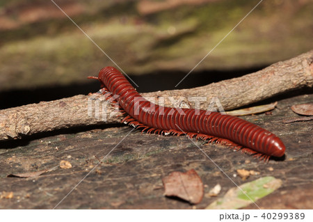 The millipede on branch The millipede on branch 40299389