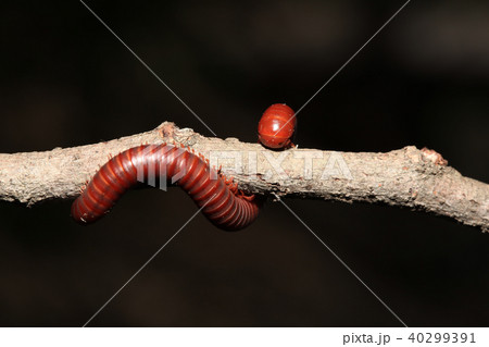 The millipede on branch The millipede on branch 40299391