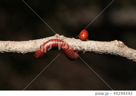 The millipede on branch. The millipede on branch. 40299392