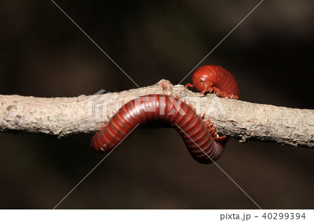 The millipede on branch The millipede on branch 40299394