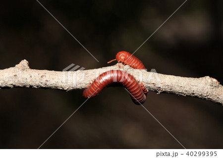 The millipede on branch The millipede on branch 40299395
