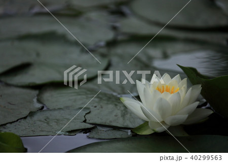 睡蓮 40299563