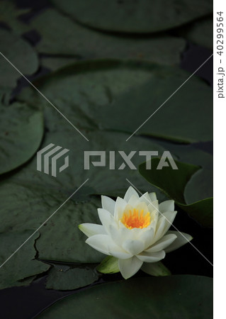 睡蓮 40299564