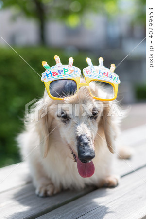 老犬 ダックスフンド 40299653