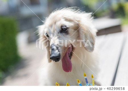 老犬 ダックスフンド 40299658
