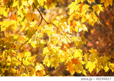 orange and yellow maple foliages in japan orange and yellow maple foliages in japan 40299827