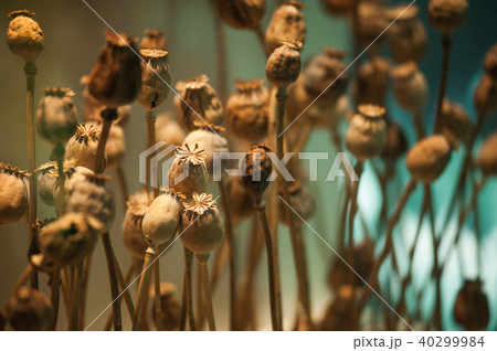 dried opium poppy head, Plants for medicine dried opium poppy head, Plants for medicine 40299984