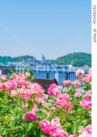 日本の春　横須賀ヴェルニー公園のバラ園 40300282