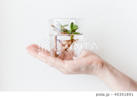 Hand holding plant in the glass 40301891