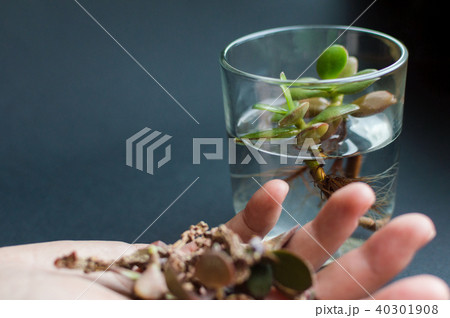 Green plants near to the whitered plants 40301908