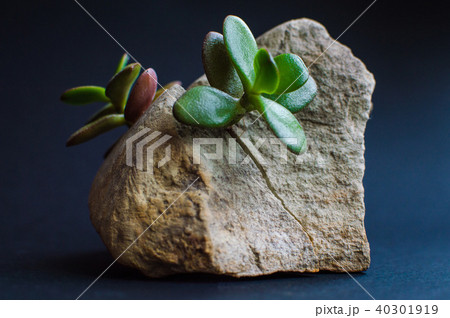 Plants growing up from stone 40301919