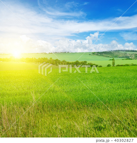 Green field and blue sky with light clouds. 40302827