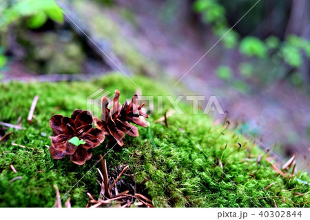 松ぼっくり 40302844