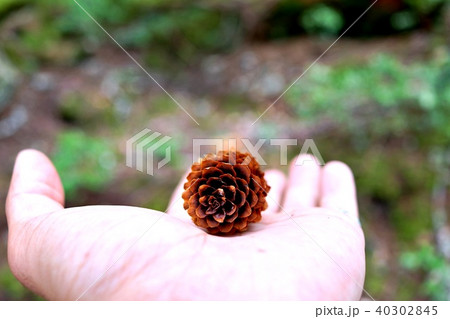 松ぼっくり　NO2 40302845