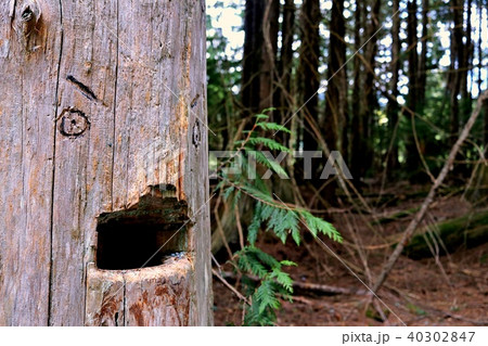 笑う木www 40302847