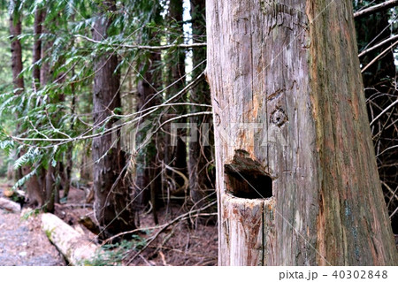 話す木ｗｗｗ 40302848