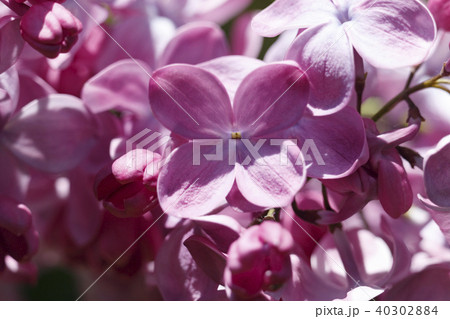 Beautiful Bunch of Lilac close-up . Beautiful Bunch of Lilac close-up . 40302884