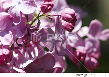 Beautiful Bunch of Lilac close-up . Beautiful Bunch of Lilac close-up . 40302885