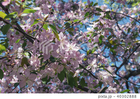 Blossoming pink sacura flowers against blue sky Blossoming pink sacura flowers against blue sky 40302888