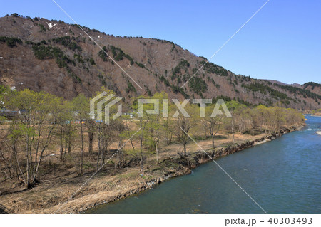 伊南川岸辺のヤナギの新緑ー只見町亀岡橋から 福島県 伊南川岸辺のヤナギの新緑ー只見町亀岡橋から 福島県 40303493