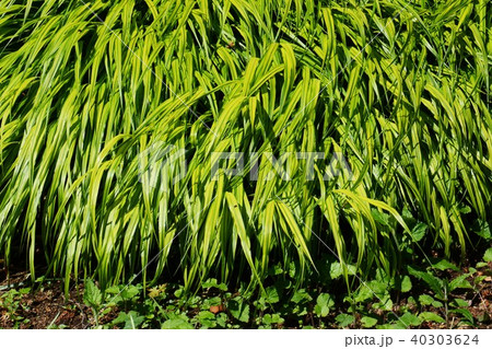 フウチソウ(風知草) フウチソウ(風知草) 40303624