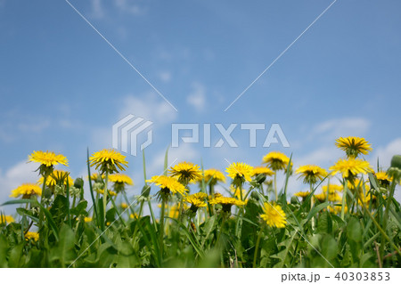 Yellow dandelions field closeup Yellow dandelions field closeup 40303853