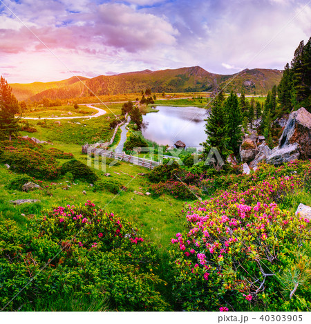 Glade with flowers near the water in the mountains Glade with flowers near the water in the mountains 40303905