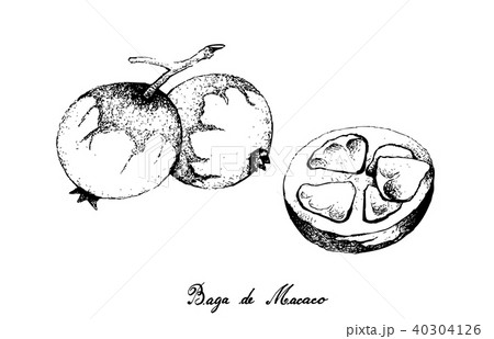 Baga de Macaco Fruits on White Background 40304126