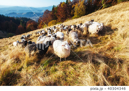 flock of sheep flock of sheep 40304346