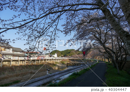 水分桜 奈良県宇陀市菟田野古市場 40304447