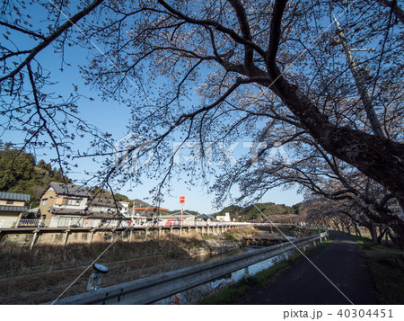 水分桜 奈良県宇陀市菟田野古市場 40304451