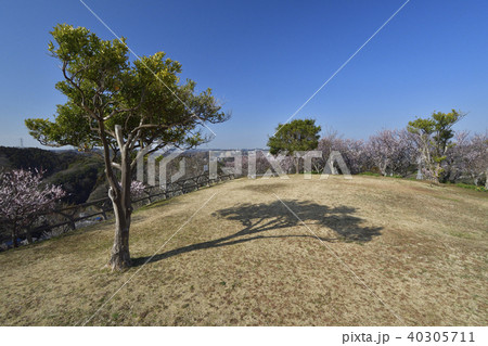 三浦半島 田浦梅の里の広場 40305711