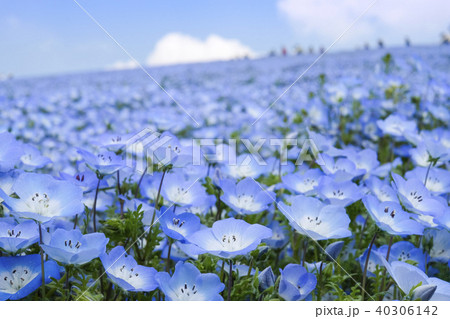 ひたち海浜公園のネモフィラ　 40306142