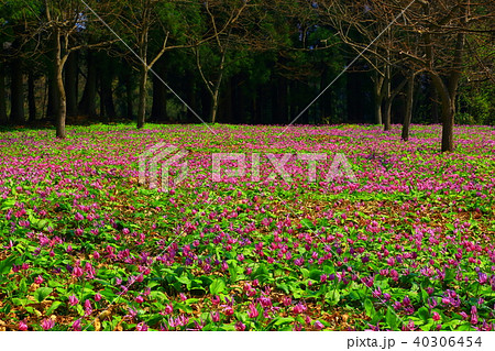 カタクリ群生地 40306454