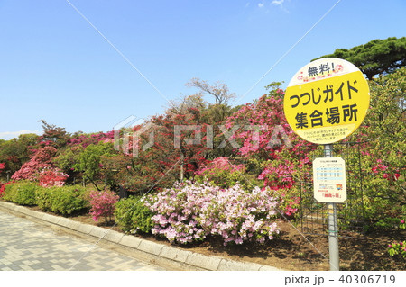 館林市つつじが岡公園　正面広場のつつじガイド集合場所 40306719