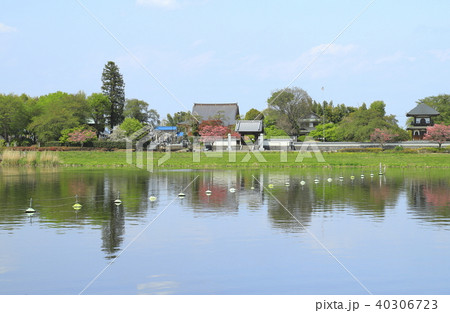 館林市つつじが岡公園　城沼と善長寺と鐘楼堂 40306723