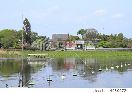 館林市つつじが岡公園 城沼と善長寺と遊覧船 館林市つつじが岡公園 城沼と善長寺と遊覧船 40306724